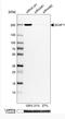 SR-Related CTD Associated Factor 11 antibody, NBP2-55598, Novus Biologicals, Western Blot image 
