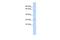 Shisa Family Member 5 antibody, A11344, Boster Biological Technology, Western Blot image 