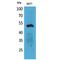 Keratin 14 antibody, LS-C386938, Lifespan Biosciences, Western Blot image 