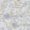 TIR Domain Containing Adaptor Protein antibody, A1943, ABclonal Technology, Immunohistochemistry paraffin image 