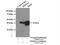 SH3 Domain Containing GRB2 Like 2, Endophilin A1 antibody, 12435-1-AP, Proteintech Group, Immunoprecipitation image 