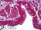 SED1 antibody, LS-B6380, Lifespan Biosciences, Immunohistochemistry paraffin image 
