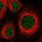 Zinc Finger Protein 83 antibody, HPA025970, Atlas Antibodies, Immunofluorescence image 