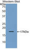 Corticotropin Releasing Hormone antibody, LS-C293540, Lifespan Biosciences, Western Blot image 