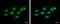 Sphingosine kinase 1 antibody, GTX107843, GeneTex, Immunocytochemistry image 