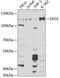 Exonuclease 1 antibody, 18-402, ProSci, Western Blot image 