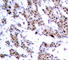 Myocyte Enhancer Factor 2A antibody, abx000453, Abbexa, Western Blot image 