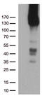 Platelet And Endothelial Cell Adhesion Molecule 1 antibody, TA505003AM, Origene, Western Blot image 