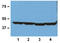 Beta-Actin antibody, AM26073PU-M, Origene, Western Blot image 