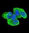 HRas Proto-Oncogene, GTPase antibody, LS-C165008, Lifespan Biosciences, Immunofluorescence image 