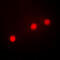Th1 antibody, GTX56230, GeneTex, Immunofluorescence image 