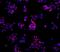 Nanog Homeobox antibody, 14-5768-80, Invitrogen Antibodies, Immunocytochemistry image 