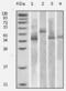 Thioredoxin antibody, abx016064, Abbexa, Enzyme Linked Immunosorbent Assay image 