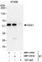 SS-A antibody, NBP1-37009, Novus Biologicals, Immunoprecipitation image 