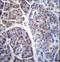 COP9 Signalosome Subunit 7A antibody, LS-C166945, Lifespan Biosciences, Immunohistochemistry frozen image 