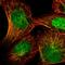 Calcyphosine Like antibody, HPA058495, Atlas Antibodies, Immunofluorescence image 