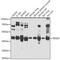 TEA Domain Transcription Factor 4 antibody, GTX64441, GeneTex, Western Blot image 