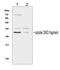 Fms Related Tyrosine Kinase 3 Ligand antibody, PA1914, Boster Biological Technology, Western Blot image 