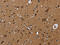 NADH:Ubiquinone Oxidoreductase Core Subunit S8 antibody, CSB-PA067561, Cusabio, Immunohistochemistry frozen image 