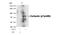 Cortactin antibody, NB100-81871, Novus Biologicals, Western Blot image 