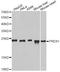 Peroxiredoxin 1 antibody, A1842, ABclonal Technology, Western Blot image 