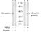 NFKB Inhibitor Epsilon antibody, GTX79041, GeneTex, Western Blot image 