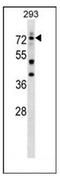 DEAF1 Transcription Factor antibody, AP51228PU-N, Origene, Western Blot image 