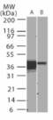NF-kappa-B inhibitor alpha antibody, ALX-804-209-C100, Enzo Life Sciences, Western Blot image 