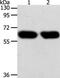 Synaptotagmin 7 antibody, PA5-50270, Invitrogen Antibodies, Western Blot image 