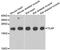 TCAP antibody, abx005189, Abbexa, Western Blot image 