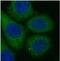 HLA class I histocompatibility antigen, Cw-12 alpha chain antibody, FNab03898, FineTest, Immunofluorescence image 