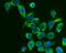 G3BP Stress Granule Assembly Factor 1 antibody, A02199-2, Boster Biological Technology, Immunofluorescence image 