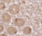 Mitochondrial Transcription Termination Factor 4 antibody, 7283, ProSci, Immunohistochemistry frozen image 