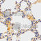 Autophagy Related 3 antibody, A5809, ABclonal Technology, Immunohistochemistry paraffin image 