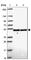 DDX39A antibody, HPA055334, Atlas Antibodies, Western Blot image 