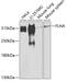 Filamin A antibody, 23-263, ProSci, Western Blot image 