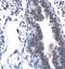 Cyclin Dependent Kinase 7 antibody, PA1-24252, Invitrogen Antibodies, Immunohistochemistry frozen image 