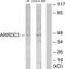 Arrestin Domain Containing 3 antibody, PA5-38851, Invitrogen Antibodies, Western Blot image 