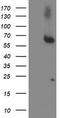 Acyl-CoA Synthetase Medium Chain Family Member 5 antibody, TA504514, Origene, Western Blot image 