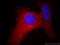 Heat Shock Protein 90 Beta Family Member 1 antibody, 60012-1-Ig, Proteintech Group, Immunofluorescence image 