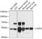 Carnosine Dipeptidase 2 antibody, GTX64780, GeneTex, Western Blot image 