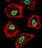 Nuclear receptor corepressor 1 antibody, abx026154, Abbexa, Immunofluorescence image 