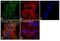 Cytochrome C Oxidase Subunit 4I1 antibody, PA5-17511, Invitrogen Antibodies, Immunofluorescence image 