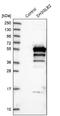 SH3 Domain Containing GRB2 Like, Endophilin B2 antibody, NBP1-81368, Novus Biologicals, Western Blot image 