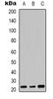 Fibroblast Growth Factor 20 antibody, orb339100, Biorbyt, Western Blot image 