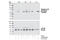 Ribosomal Protein S6 Kinase B1 antibody, 9205S, Cell Signaling Technology, Western Blot image 