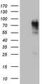Carcinoembryonic Antigen Related Cell Adhesion Molecule 5 antibody, TA803181, Origene, Western Blot image 