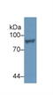 Signal Transducer And Activator Of Transcription 4 antibody, LS-C717157, Lifespan Biosciences, Western Blot image 