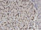 Zinc Finger Protein 256 antibody, LS-C134015, Lifespan Biosciences, Immunohistochemistry paraffin image 