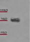 Heat Shock Protein Family A (Hsp70) Member 1A antibody, orb67354, Biorbyt, Western Blot image 